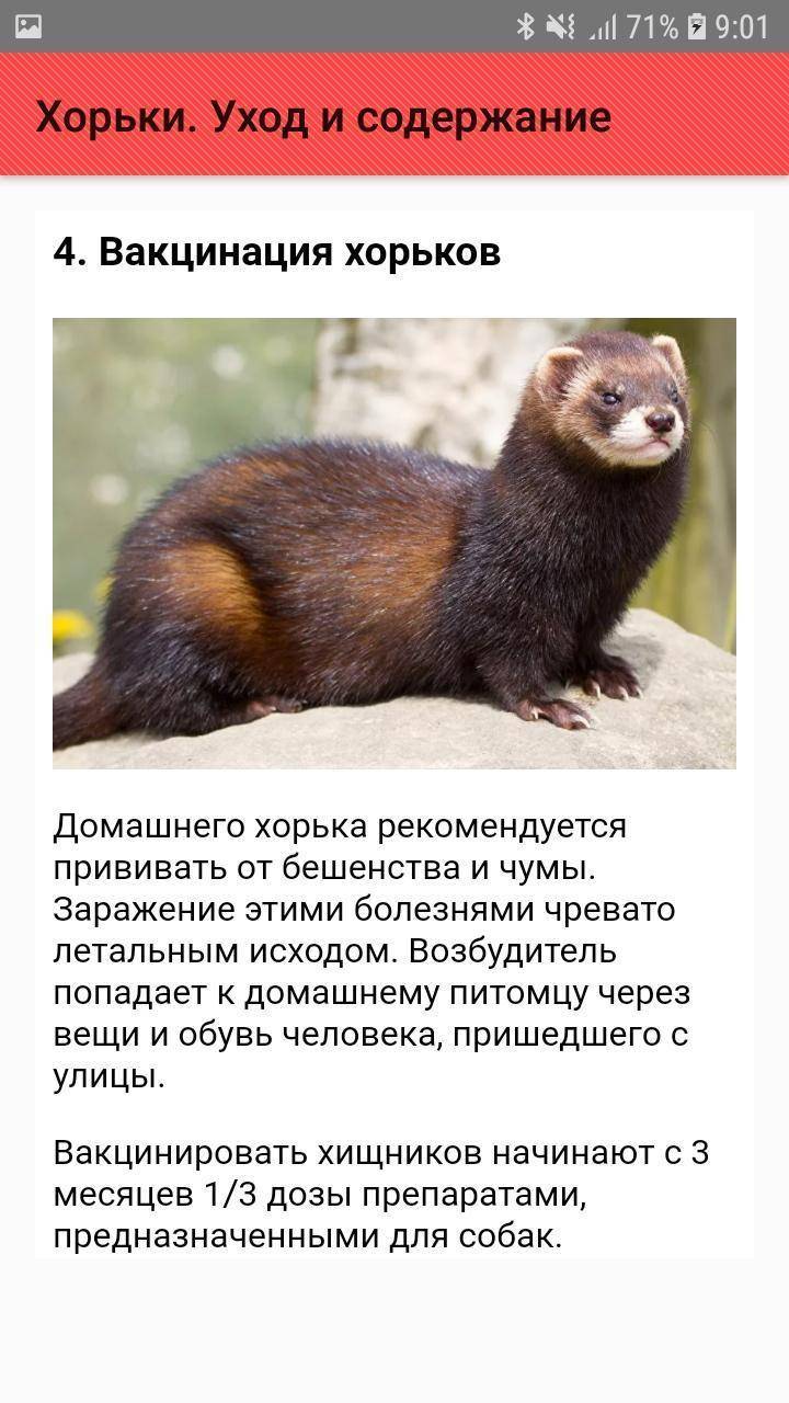 Хорьки домашние уход и особенности содержания