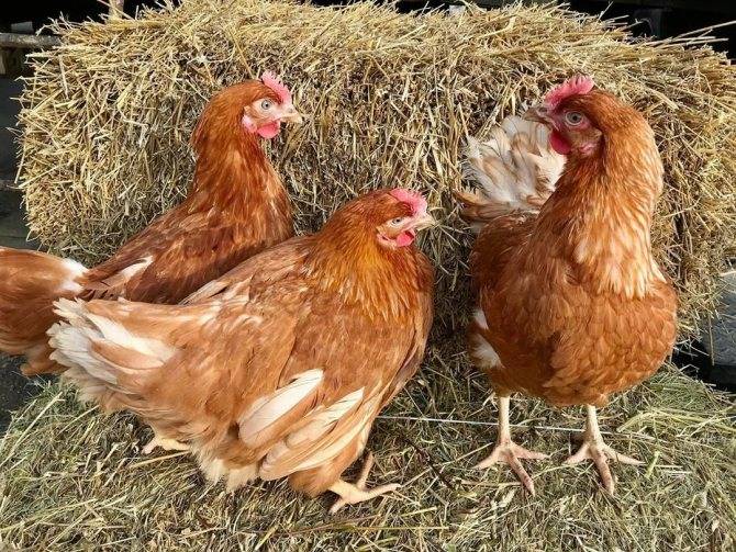 Куры хайсекс: внешние характеристики, продуктивность, особенности содержания