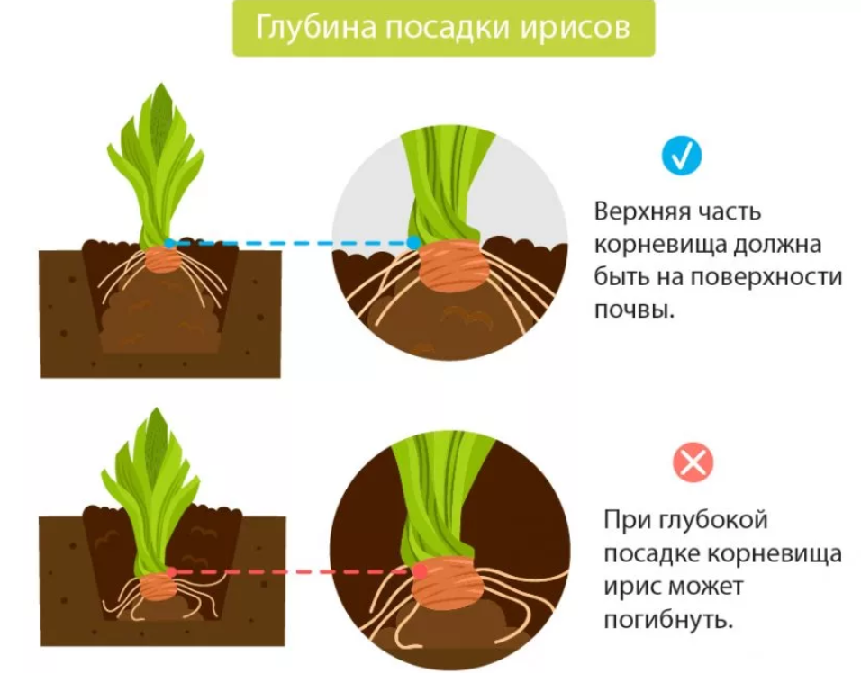 Ревень: фото, посадка и уход в открытом грунте