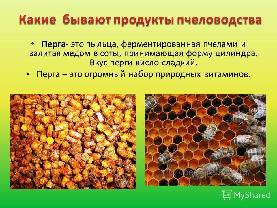 Перга пчелиная