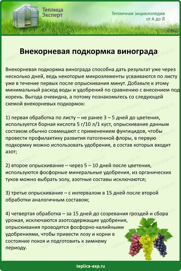 Подкормка винограда весной и летом