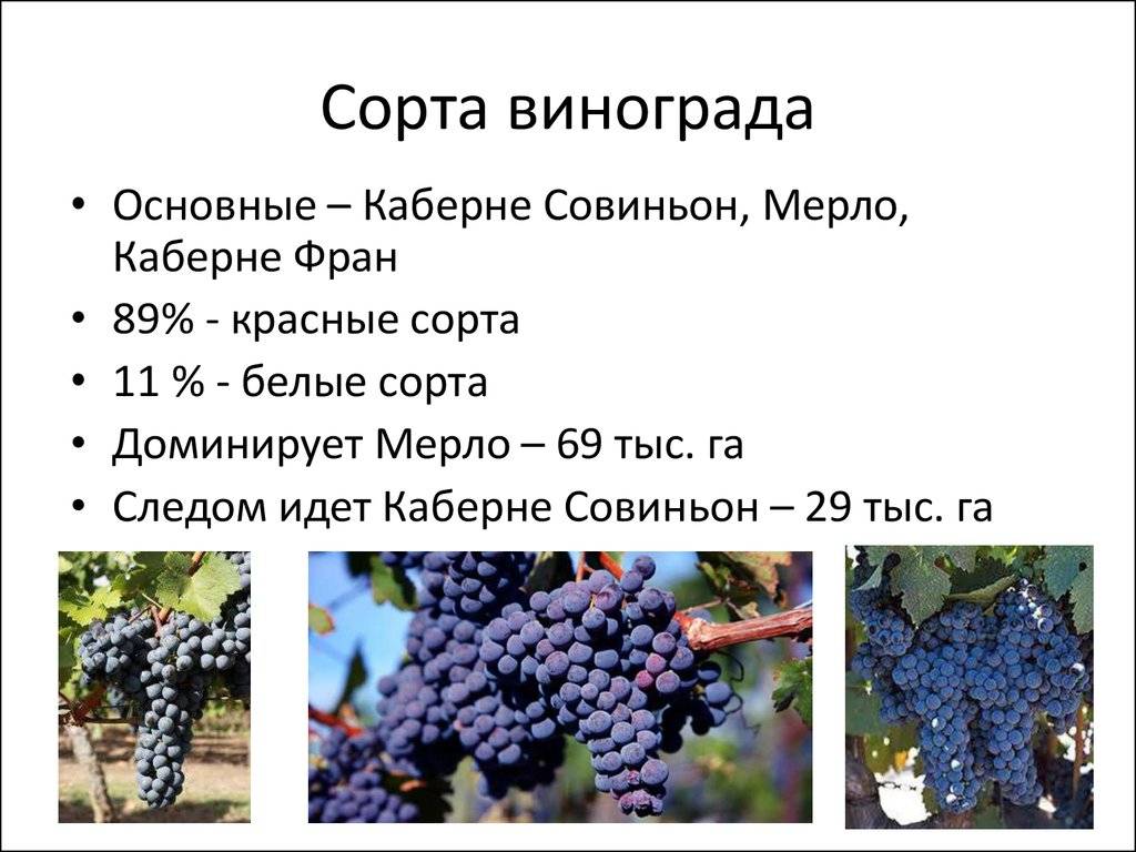 Лучшие сорта винограда для производства вина. какие подойдут для подмосковья и сибири – сайт о винограде и вине