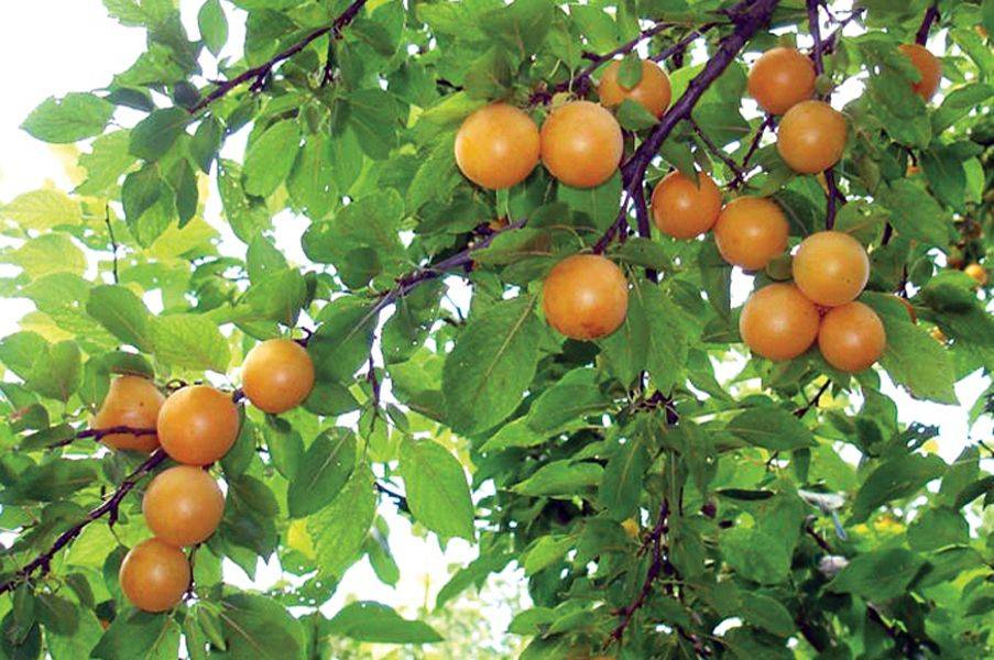 Сорта алычи: крупноплодные, самоплодные и морозостойкие