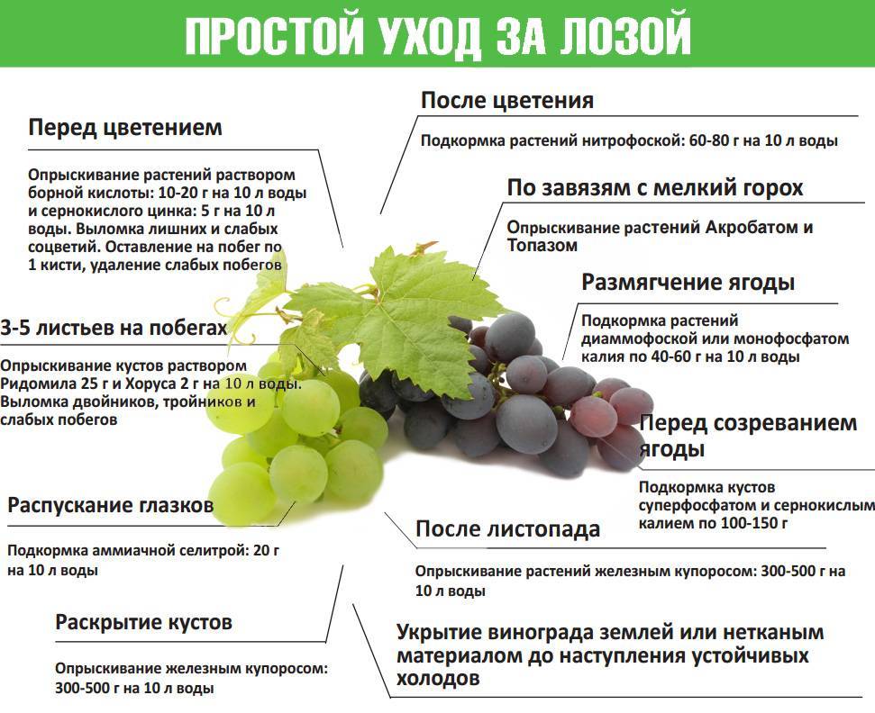 Подкормка винограда, чем удобрять виноград: весной, летом, осенью