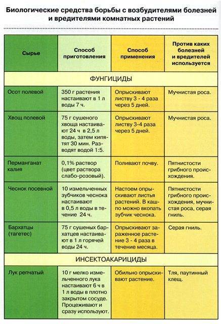 Болезни и вредители крыжовника — описание с фотографиями и способы лечения