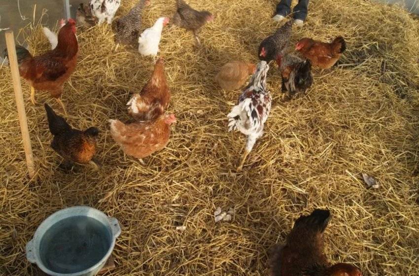 Из чего лучше сделать пол в курятнике и как его правильно уложить