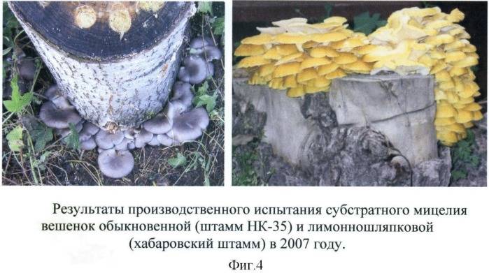 Грибы вешенки: описание и фото, где собирать, как вырастить дома