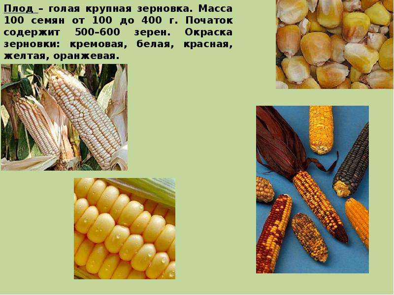 Кукуруза – выращивание и уход