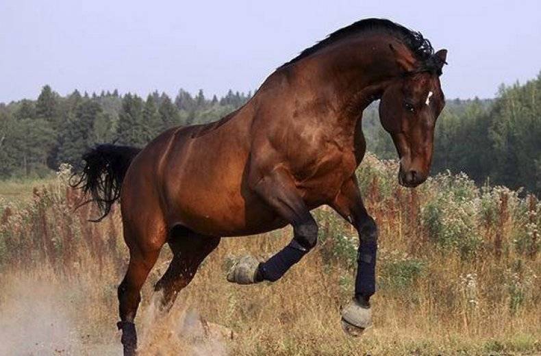 Описание лошадей тракененской породы, правила содержания и стоимость