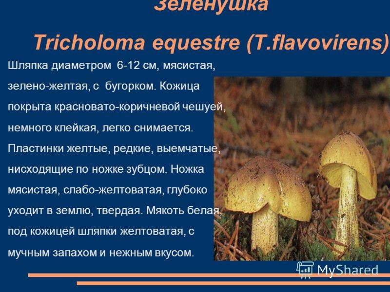 Зеленуха желтопузая десертная гриб