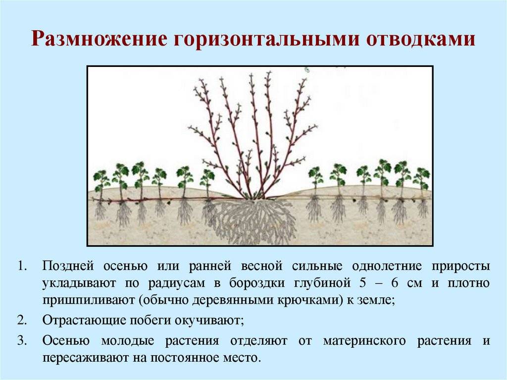 Как сажать ревень: подготовка, способы посадки, полезные советы