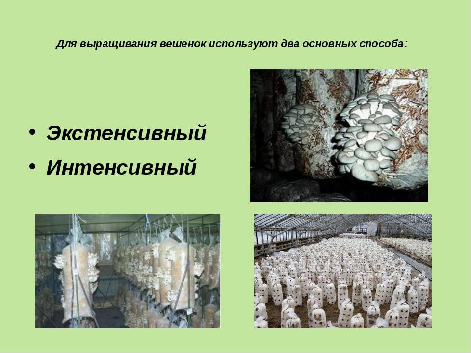 Грибы вешенки: польза и вред для здоровья
