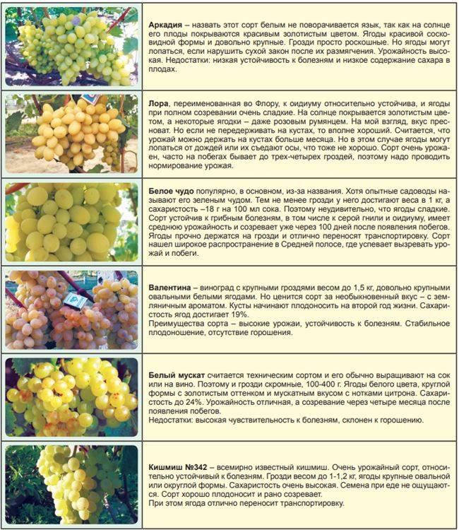Столовые сорта винограда для 21-го столетия — виноград