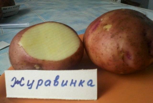 Высокоурожайный, морозоустойчивый сорт картофеля «журавинка» с отменным вкусом