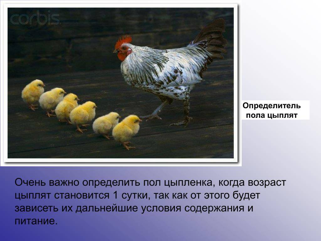 Куры супер ник: описание породы, фото, отзывы, разведение