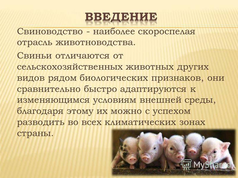 Разведение свиней: популярные породы, условия содержания, правила откорма, особенности ухода и разведения, профилактика заболеваний