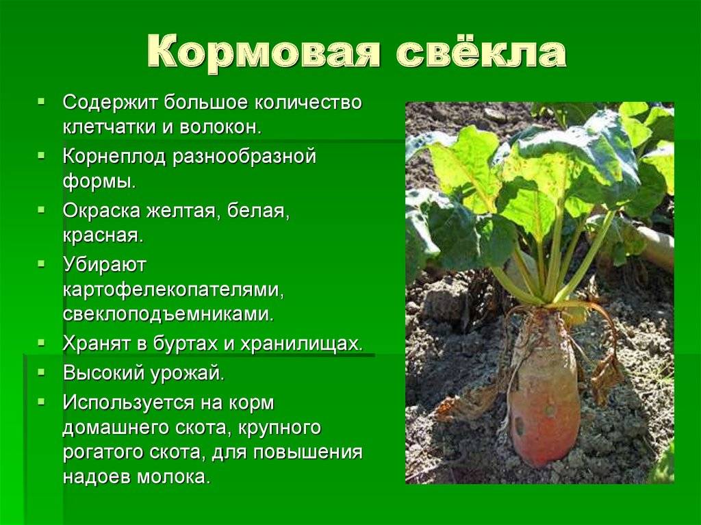 Сахарная свёкла: описание, сорта, польза и вред, выращивание, уборка