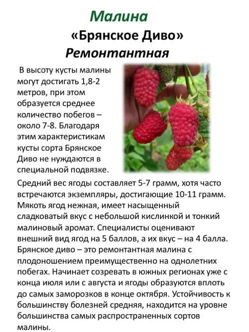 Малина гусар: описание сорта, фото, отзывы садоводов + видео