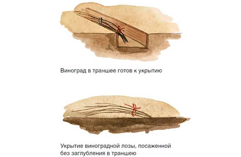Как укрывать виноград на зиму осенью