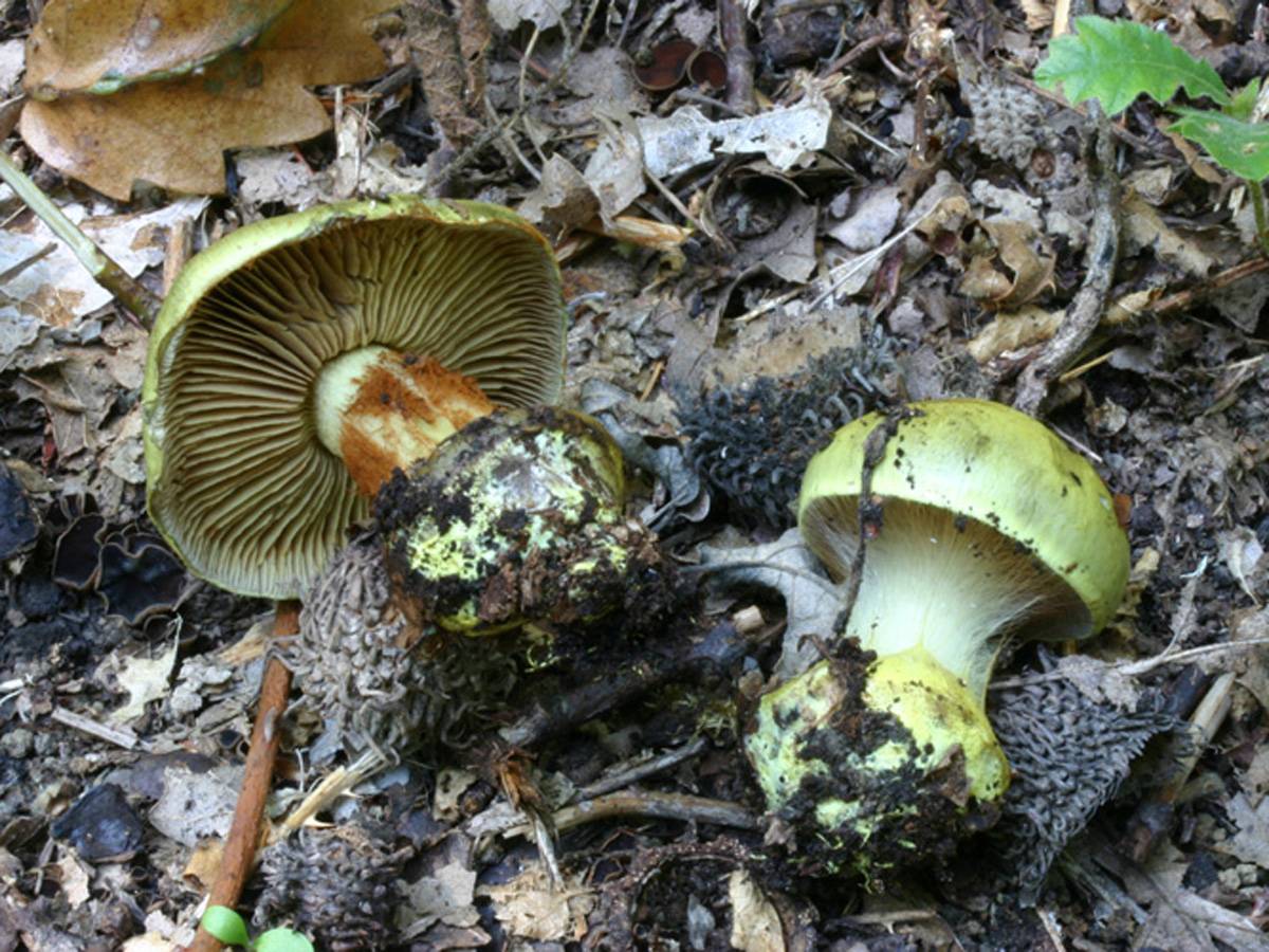 Зеленушка (tricholoma equestre)