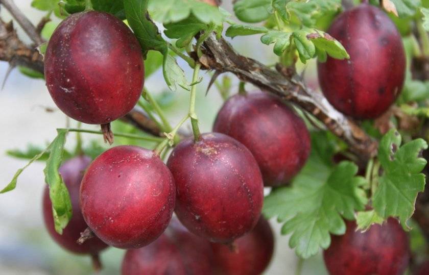 Крыжовник консул (сенатор): описание сорта, фото, отзывы, технология посадки и ухода
