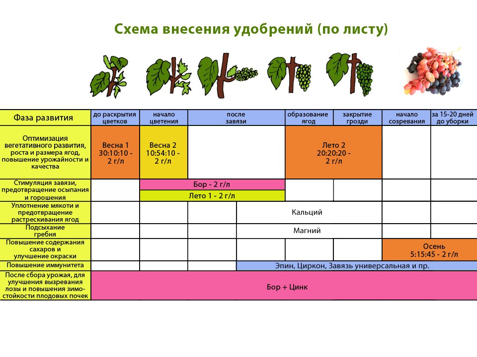 Чем подкормить виноград: весной, летом и осенью