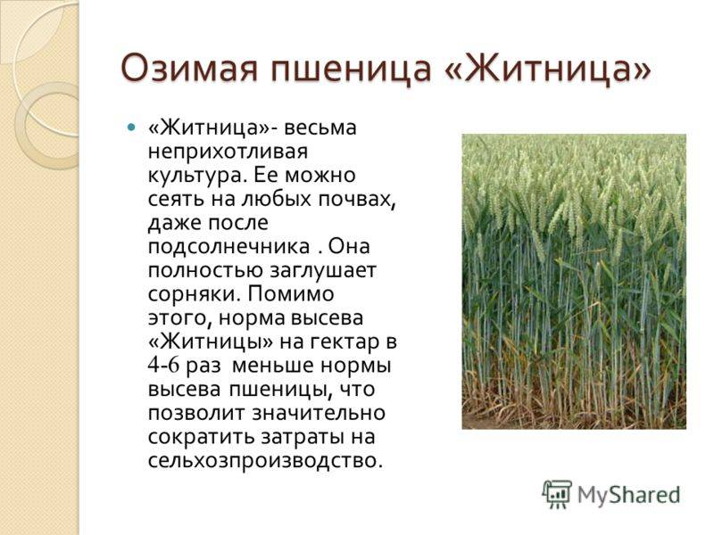 Бизнес по выращиванию пшеницы
