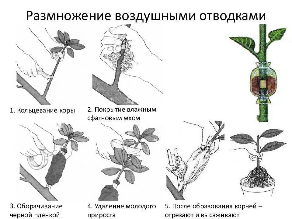 Блюда из ревеня — 20 полезных и вкусных рецептов приготовления
