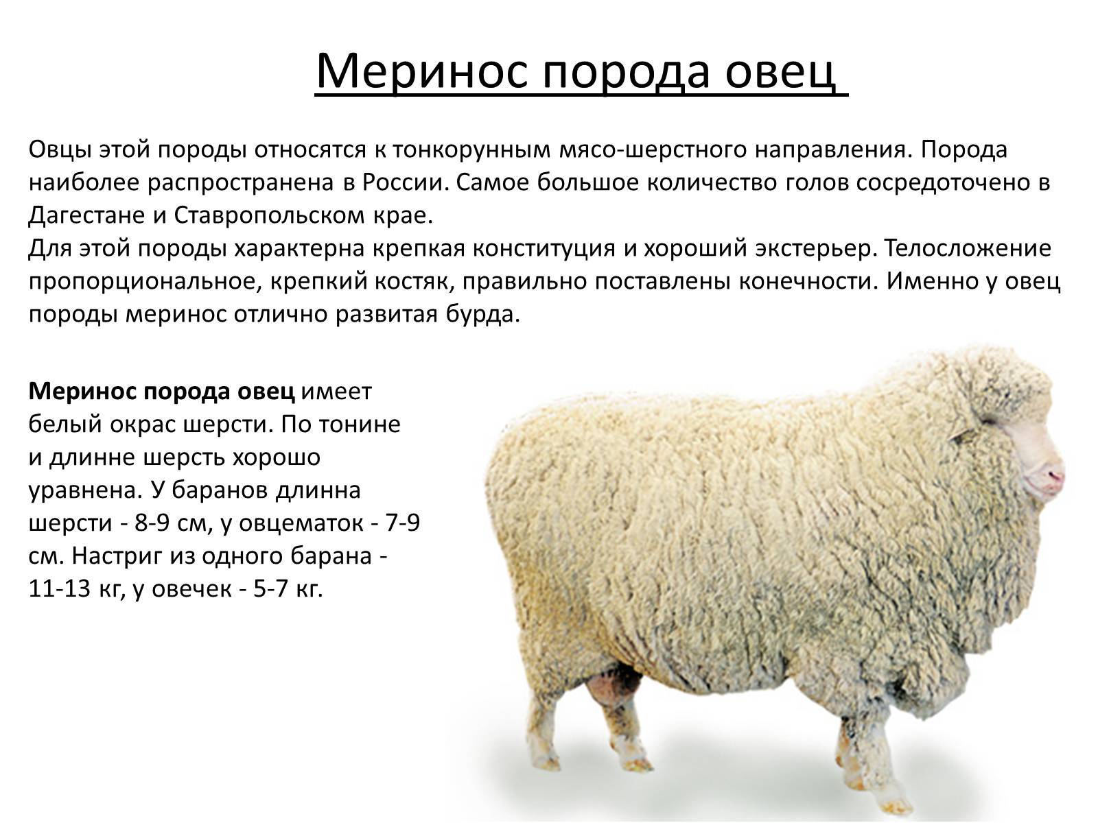 Породы овец: описание и разновидности