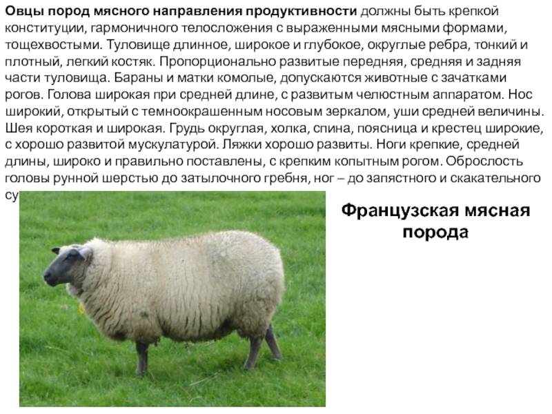 Овца животное. описание, особенности, виды, образ жизни и среда обитания овцы | живность.ру