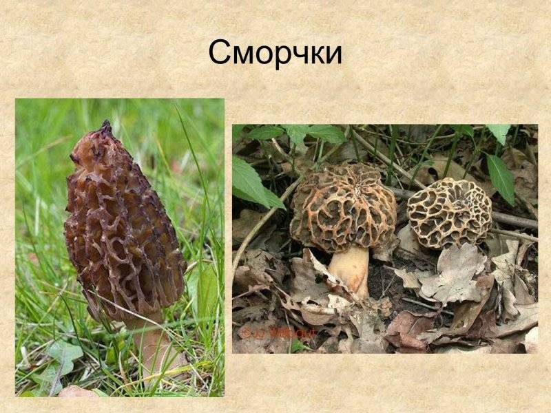 Сморчки и строчки: как отличить эти грибы (описание и фото)