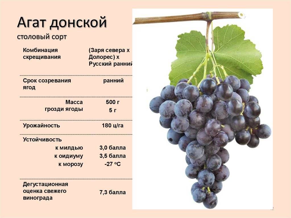 ᐉ столовые сорта винограда для 21-го столетия - виноград - roza-zanoza.ru