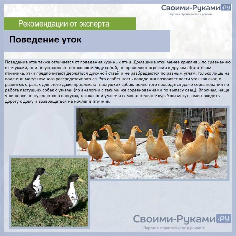Разведение уток как бизнес: окупаемость, преимущество и недостатки