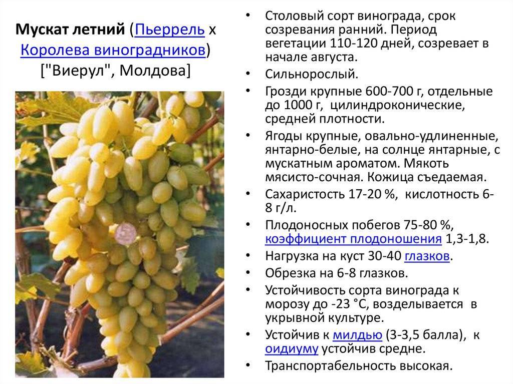 Лучшие сорта винограда для изготовления вина