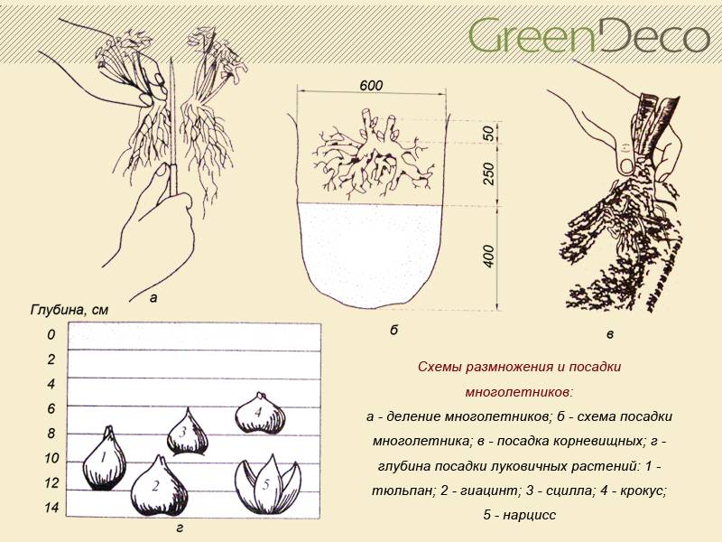 Ревень
