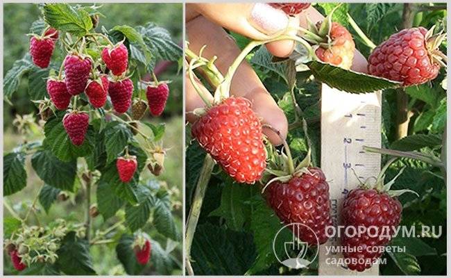 Малина карамелька: описание сорта, выращивание на садовом участке