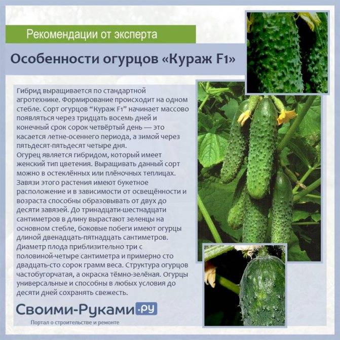 Лучшие сорта огурцов для урала: описание и характеристика 4-х сортов, видео