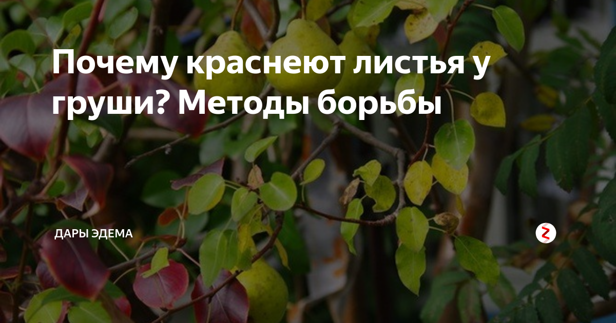 Груша: все болезни листьев и способы их лечения. чем обрабатывать грушу от болезней: химией или натуральными средствами