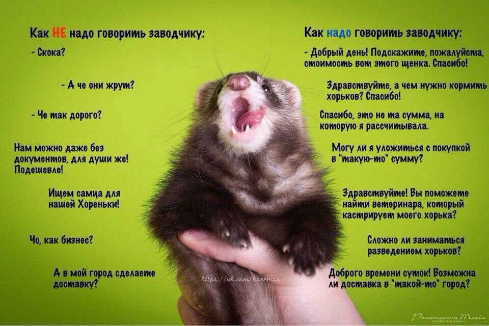 Домашние хорьки – стоит ли заводить дома?
