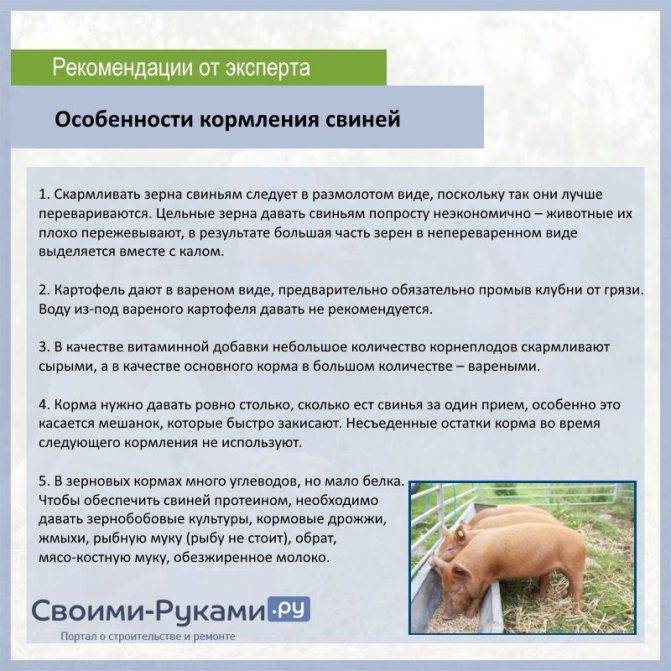 Разведение и содержание свиней: правила свиноводства