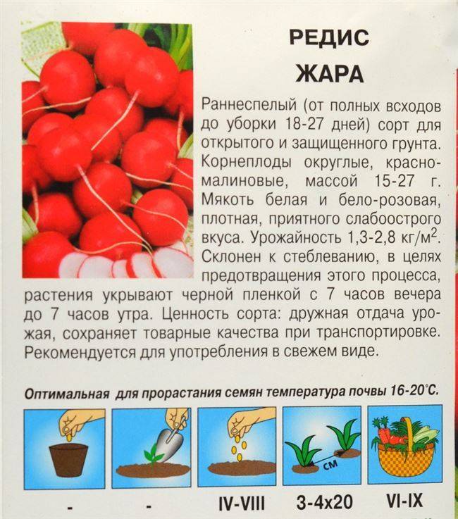 Редис — лучшие сорта семян для открытого грунта и теплиц из поликарбоната