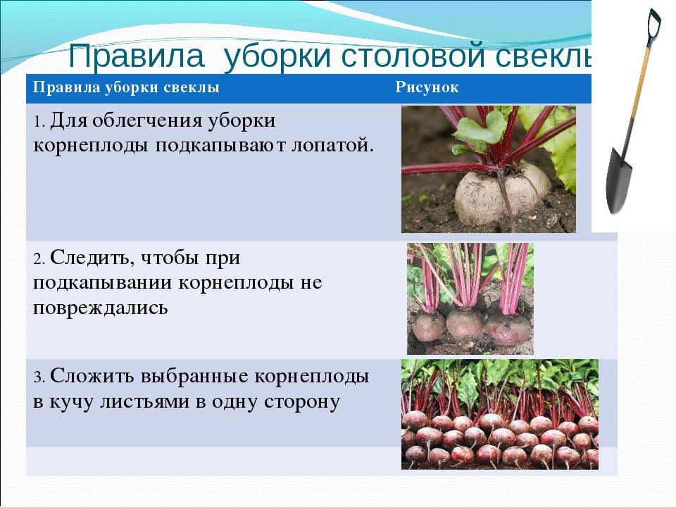 Отличие сахарной свеклы от кормовой - описание и фото, рецепты приготовления блюд в домашних условиях