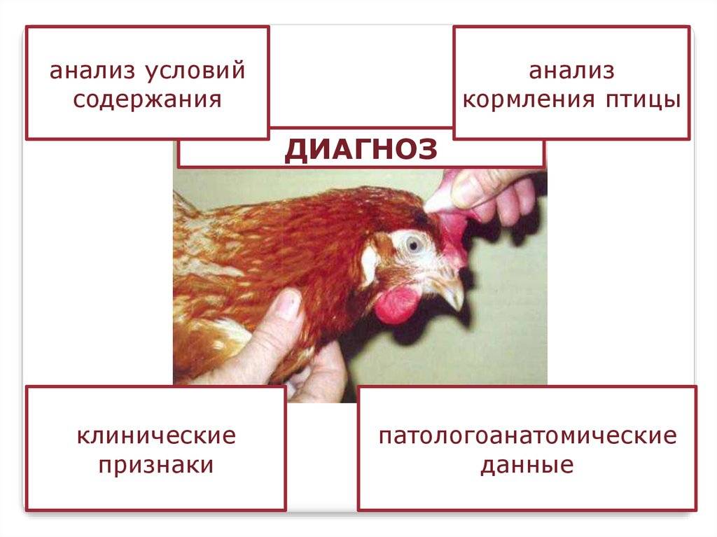 Болезни фазанов: описание, разновидности, лечение