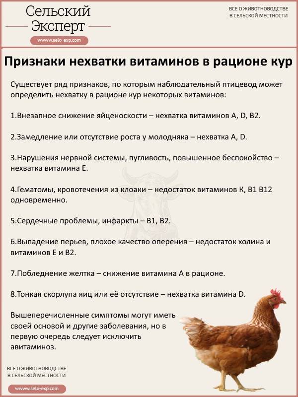 Как содержать и чем кормить гусей зимой в домашних условиях