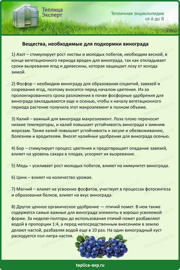 Как и чем правильно подкармливать виноград весной, летом, осенью