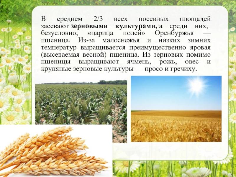 Выращивание пшеницы как бизнес в россии