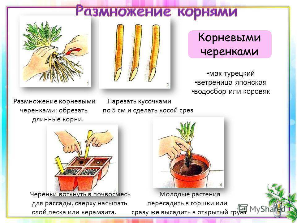 Агротехнические секреты выращивания ревеня