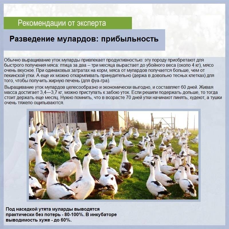 Содержание и выращивание уток в домашних условиях для начинающих