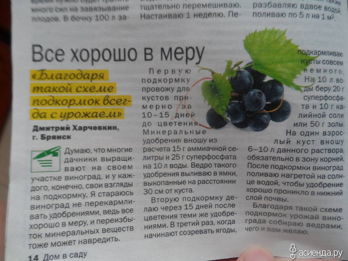 Виноград весной обработка и подкормка от опытного агронома