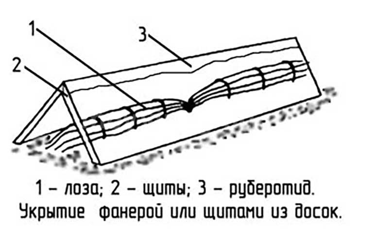Укрытие винограда на зиму и подготовка к зиме - vinograd-loza
